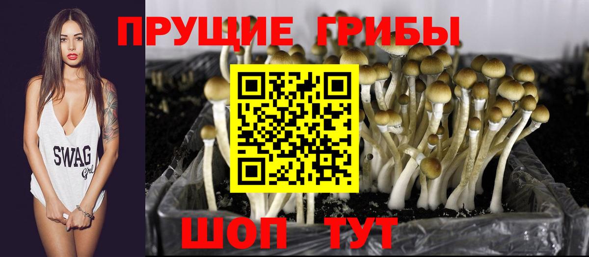 Псилоцибиновые грибы Psilocybine cubensis  Вход с VPN  Кохма 